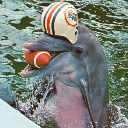 Miami dolphins mascot name